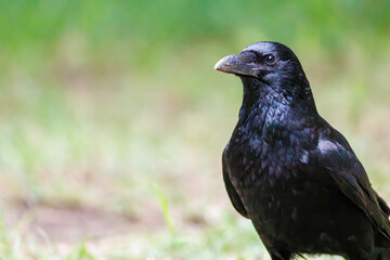 美しくも不気味なハシブトガラス（カラス科）
英名学名：Jungle Crow, Corvus macrorhynchos,
神奈川県横浜市三ツ池公園-2025
