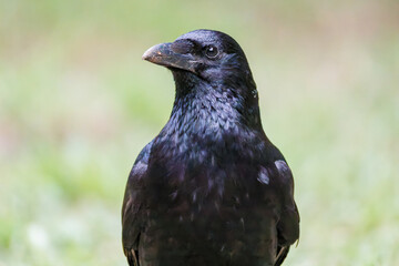 美しくも不気味なハシブトガラス（カラス科）
英名学名：Jungle Crow, Corvus macrorhynchos,
神奈川県横浜市三ツ池公園-2025
