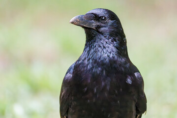 美しくも不気味なハシブトガラス（カラス科）
英名学名：Jungle Crow, Corvus macrorhynchos,
神奈川県横浜市三ツ池公園-2025
