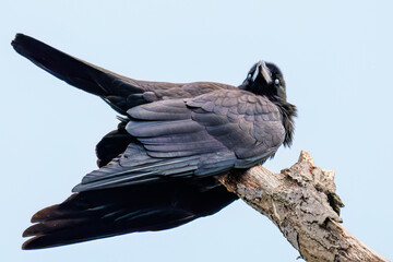 美しくも不気味なハシブトガラス（カラス科）
英名学名：Jungle Crow, Corvus macrorhynchos,
神奈川県横浜市三ツ池公園-2025
