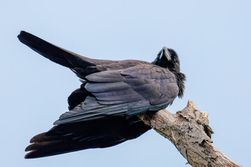 美しくも不気味なハシブトガラス（カラス科）
英名学名：Jungle Crow, Corvus...