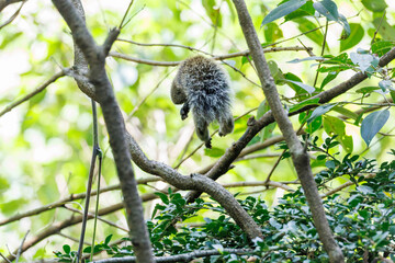 公園の立木にいた可愛いタイワンリス
英名学名：Taiwan squirrels (Callosciurus erythraeus)
神奈川県横浜市三ツ池公園-2025