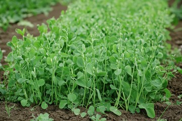 Pea Field. Rows of Green Pea Seedlings in Agriculture Farming