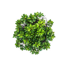 Aerial View of Lush Green Shrub, Top Down Perspective of Dense Foliage
