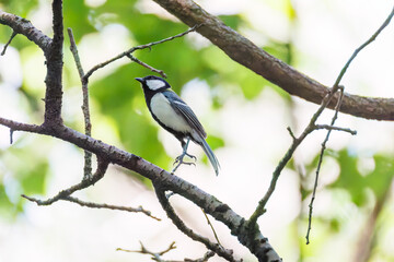 可愛いシジュウカラ（シジュウカラ科）
英名学名：Japanese Tit (Parus minor, family comprising tits).
イモムシを捕まえている。
神奈川県横浜市三ツ池公園-2025