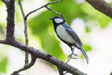 Fototapeta premium 可愛いシジュウカラ（シジュウカラ科） 英名学名：Japanese Tit (Parus minor, family comprising tits). イモムシを捕まえている。 神奈川県横浜市三ツ池公園-2025