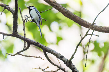 可愛いシジュウカラ（シジュウカラ科）
英名学名：Japanese Tit (Parus minor, family comprising tits).
イモムシを捕まえている。
神奈川県横浜市三ツ池公園-2025