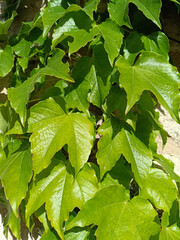 vigne vierge, plante grimpante en gros plan.