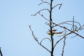 飛び回る可愛いエナガ（エナガ科）の群れ
英名学名：long tailed tit (Aegithalos caudatus)
神奈川県横浜市三ツ池公園-2025