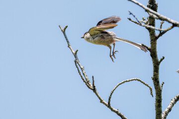 飛び回る可愛いエナガ（エナガ科）の群れ
英名学名：long tailed tit (Aegithalos caudatus)
神奈川県横浜市三ツ池公園-2025