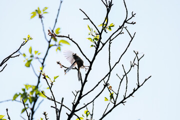 飛び回る可愛いエナガ（エナガ科）の群れ
英名学名：long tailed tit (Aegithalos caudatus)
神奈川県横浜市三ツ池公園-2025