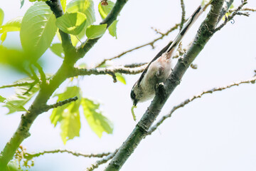 飛び回る可愛いエナガ（エナガ科）の群れ
英名学名：long tailed tit (Aegithalos caudatus)
神奈川県横浜市三ツ池公園-2025