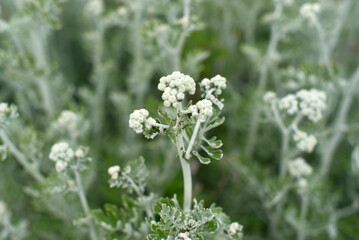Saint-Malo, Pointe de la Varde - littoral et plantes sauvages et fourmis