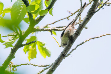 飛び回る可愛いエナガ（エナガ科）の群れ
英名学名：long tailed tit (Aegithalos caudatus)
神奈川県横浜市三ツ池公園-2025
