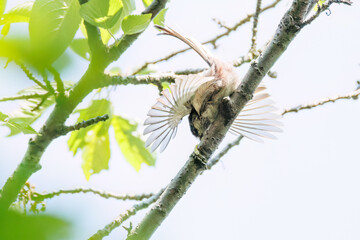 飛び回る可愛いエナガ（エナガ科）の群れ
英名学名：long tailed tit...