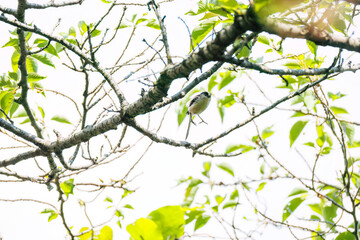 飛び回る可愛いエナガ（エナガ科）の群れ
英名学名：long tailed tit (Aegithalos caudatus)
神奈川県横浜市三ツ池公園-2025