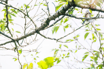 飛び回る可愛いエナガ（エナガ科）の群れ
英名学名：long tailed tit (Aegithalos caudatus)
神奈川県横浜市三ツ池公園-2025