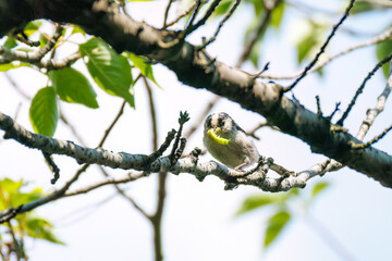 飛び回る可愛いエナガ（エナガ科）の群れ
英名学名：long tailed tit (Aegithalos caudatus)
神奈川県横浜市三ツ池公園-2025