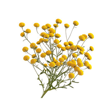 Vibrant Bunch of Yellow Button Flowers, Isolated on Transparent Background