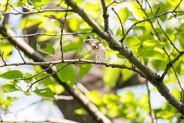 飛び回る可愛いエナガ（エナガ科）の群れ
英名学名：long tailed tit (Aegithalos caudatus)
神奈川県横浜市三ツ池公園-2025