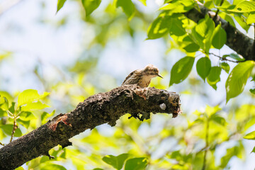 飛び立つ可愛いコゲラ（キツツキ科）
英名学名：Japanese pygmy woodpecker (Dendrocopos kizuki)  
神奈川県横浜市三ツ池公園-2025