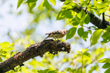 飛び立つ可愛いコゲラ（キツツキ科）
英名学名：Japanese pygmy woodpecker (Dendrocopos kizuki)  
神奈川県横浜市三ツ池公園-2025