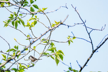 飛び回る可愛いエナガ（エナガ科）の群れ
英名学名：long tailed tit (Aegithalos caudatus)
神奈川県横浜市三ツ池公園-2025
