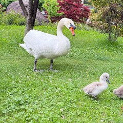 two white geese