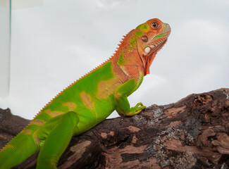Obraz premium Close up photo of juvenile red green iguana