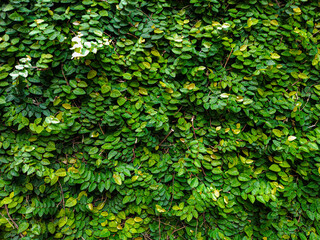 Creeping fig tree leaves on the wall ass foreground