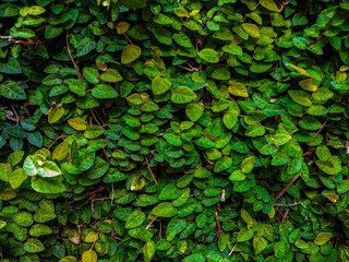 Creeping fig tree leaves on the wall ass foreground