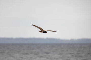 Common buzzard. Bird of prey in mid-flight over a tranquil lake