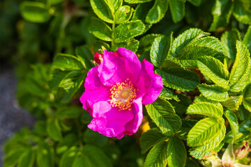 Obraz premium 日本の風景・夏 北海道 小清水原生花園 ハマナス