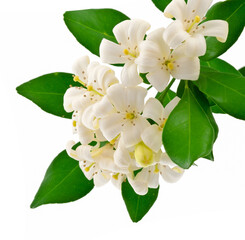 Buis de Chine, murraya paniculata 