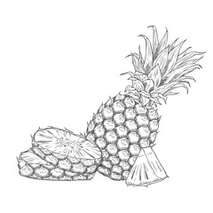 Hand drawn Pineapple Sketch Illustration in vector