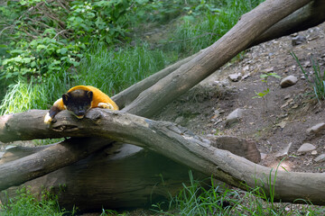 Yellow-throated marten (Martes flavigula) resting on dry tree. Very interesting beast from Korea.