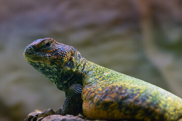 Uromastyx aegyptia, species of lizard in the family Agamidae, portrait of an interesting lizard.