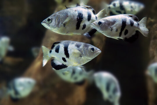 Banded archerfish (Toxotes jaculatrix), a school of interesting fish in an aquarium.