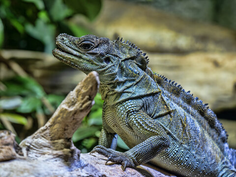 Amboina Sail Finned Lizard, Hydrosaurus amboinensis, resting on a log above the water with its mouth slightly open