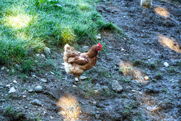 Brown free range chicken on muddy farm ground 