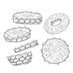 Sketch pineapple vector drawing. Hand drawn fruit ring and slices. Healthy vegan food snack.