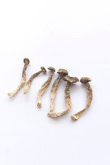 Obraz premium antler mushroom