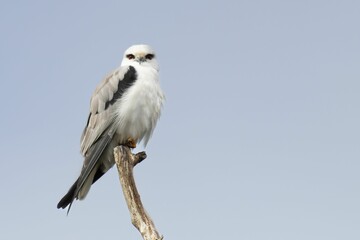 Fototapeta premium Black-shouldered Kite Perched on a Branch