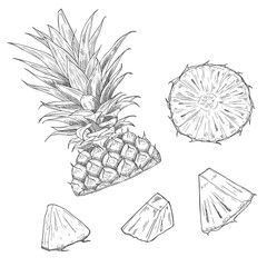 Pineapple pieces and slices sketch. Set of ink sketches. Hand drawn vector illustration.