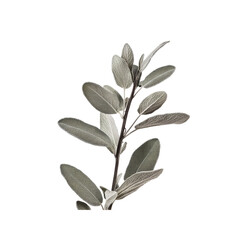 Obraz premium Silver Sage Sprig Elegant Monochrome Botanical Photography