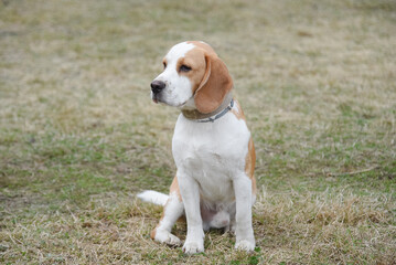 cute red and white beagle dog sitting in green nature outdoors in summer, scent hound, foxhound,...