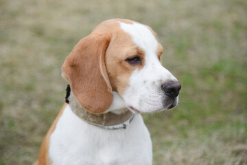 cute red and white beagle dog walking in green nature outdoors in summer, scent hound, foxhound,...