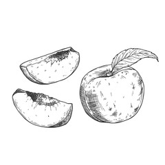 Peach slices set in vector. Hand drawn sketch style summer fruit drawings collection.