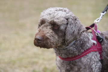 Lagotto romagnolo, grey italian breed dog at walk on leash with owner, close-up portrait, dogwalking concept
