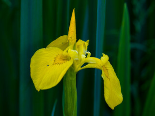Yellow flower of blooming iris close up, dark green stems in background